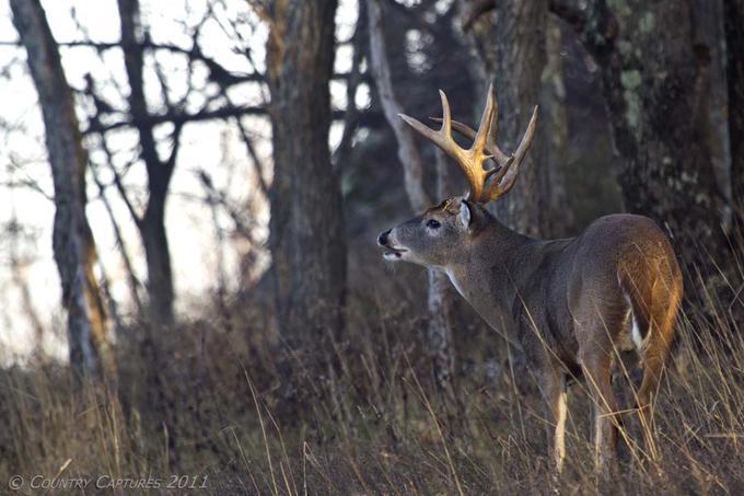 elf bar vape uk Making sense of deer scents main image 1